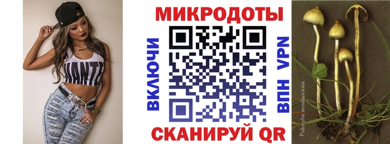 закладка  Лахденпохья  Галлюциногенные грибы Psilocybe 